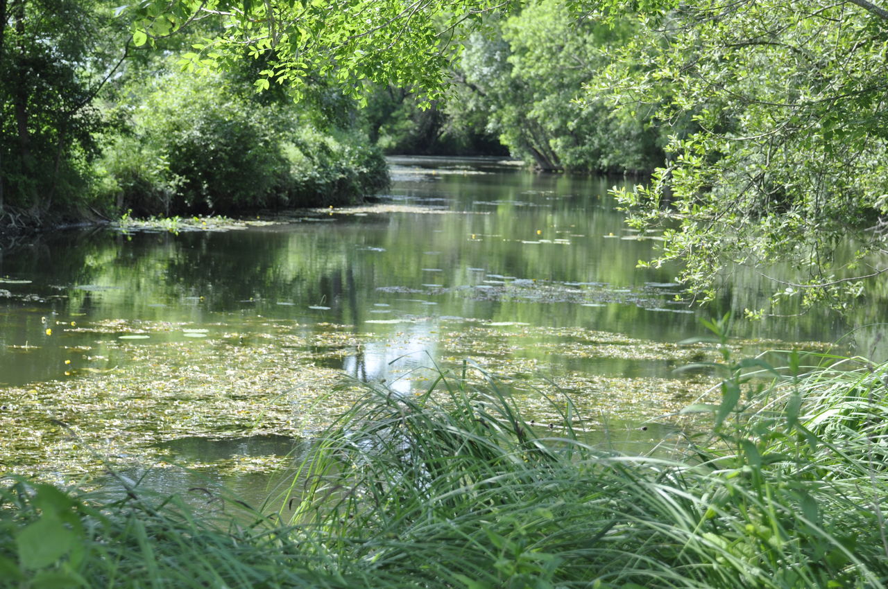 plant, water, pond, tree, nature, growth, green, beauty in nature, tranquility, day, reflection, no people, stream, tranquil scene, body of water, wetland, scenics - nature, natural environment, woodland, river, outdoors, grass, watercourse, forest, non-urban scene, nature reserve, swamp, land, garden, idyllic, waterway
