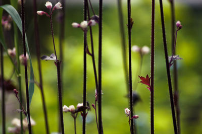 Close-up of flowering plants growing outdoors