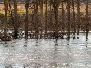 Reflection of trees in water