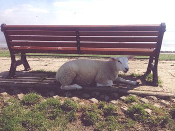 Sheep under bench against sky