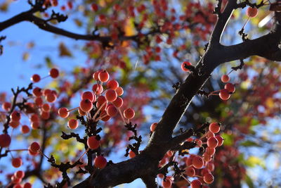 Low angle view of cherry blossom on tree