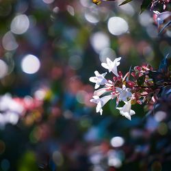 Close-up of cherry blossoms