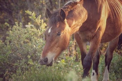 Close-up of horse grazing on field