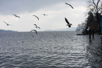 Seagulls flying over sea against sky