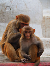 A female monkey grooms her young one 