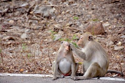 Close-up of monkey sitting outdoors