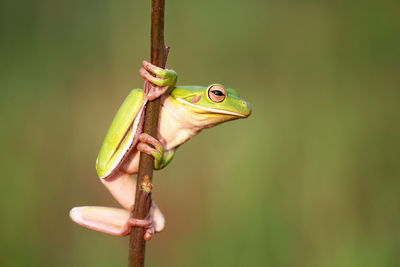 Close-up of frog on leaf