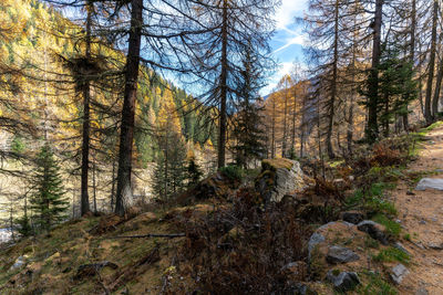 Pine trees in forest