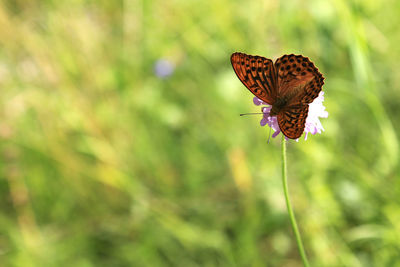 Close-up of butterfly pollinating flower