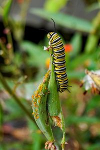 Close-up of insect on plant