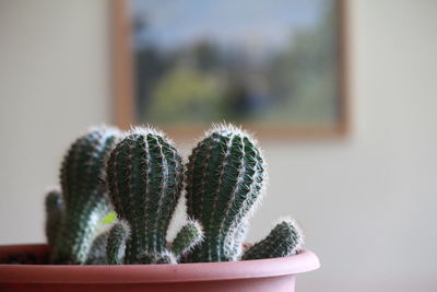 Close-up of potted cactus plant at home