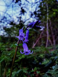 Close-up of purple flower blooming on tree