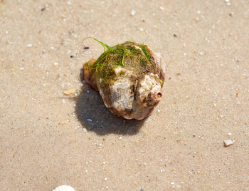 Live mollusk rapana on the sandy shore of the black sea, ukraine, kherson region