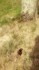 grass