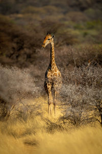 Southern giraffe sticks tongue out in bushes