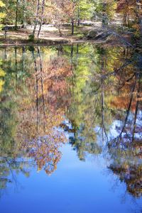 Reflection of trees in lake