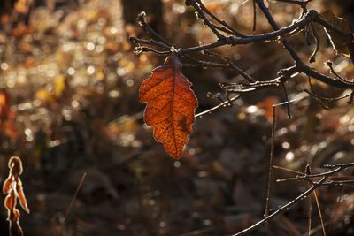 Close up shot of a single leaf during autumn 