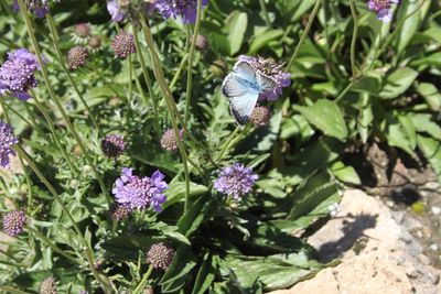 Close-up of butterfly pollinating on purple flowering plant