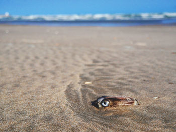 Head squid on the beach