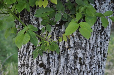 Close-up of ivy growing on tree trunk