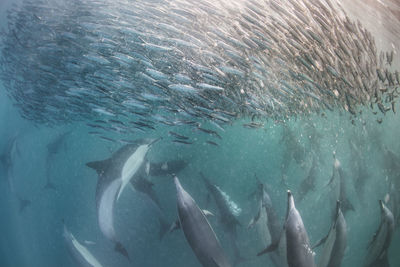 Dolphins hunting school of fish in sea