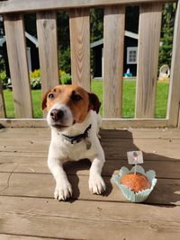 Portrait of the dog sitting on terrace