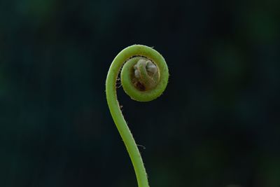 Close-up of fern