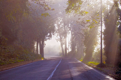 Empty road along trees