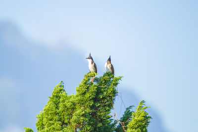 Low angle view of bird perching on tree against sky