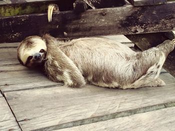 High angle view of dog sleeping on wood