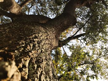 Low angle view of tree against sky