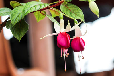 Close-up of red flowering plant