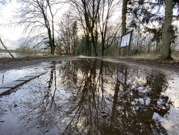 Reflection of bare trees in lake