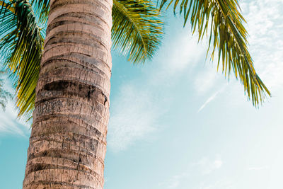 Low angle view of coconut palm tree against sky