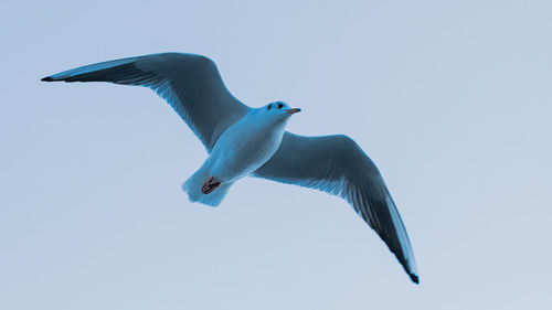 Low angle view of seagull flying against clear sky