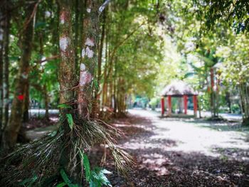 Trees in forest