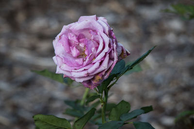 Close-up of pink rose blooming outdoors