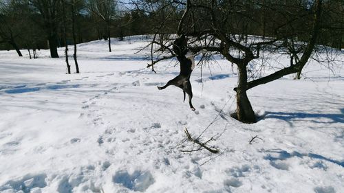 Trees on snow during winter