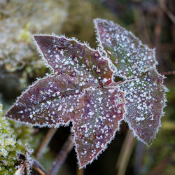 Close-up of wet plant during winter