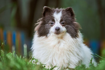 Close-up of a dog looking away