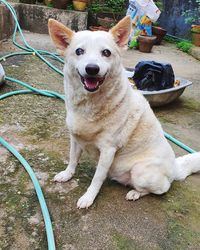 High angle portrait of dog sitting outdoors