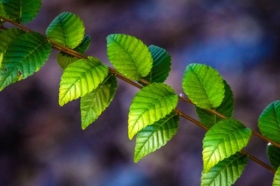 Close-up of green leaves