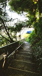 Footpath amidst trees