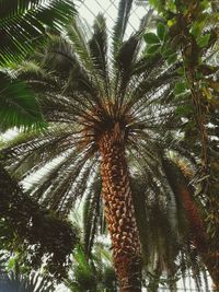 Low angle view of palm tree against sky