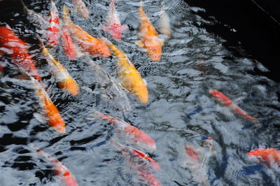 Close-up of koi fish in water