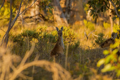 Portrait of deer in forest