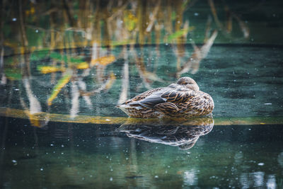 Duck swimming in lake