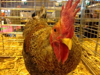 Close-up of chicken in cage