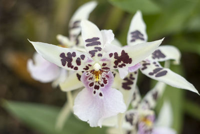 Close-up of fresh purple iris flower