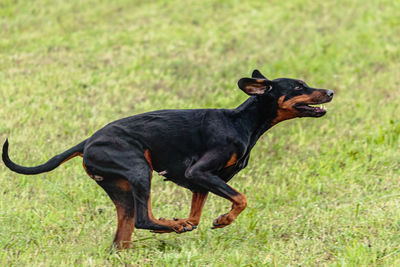 Dobermann dog running and chasing coursing lure on green field